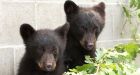 Orphaned bear cubs that sparked controversy released to wild