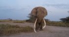 Tim the Kenyan elephant seeks out human help after being hurt by spear