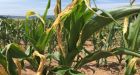 Annapolis Valley farmers coping with extremely dry conditions