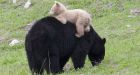 Daily Diversion | Cuteness overload as Whistler�s white bear cub filmed playing with mom | Vancouver Sun