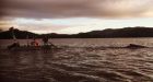 Man rescues humpback whale entangled in fishing net off B.C. coast