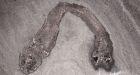 Penis-shaped fossils from Canadian Rockies solve century-old mystery