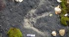 Newly unveiled dinosaur tracks march B.C. back into its prehistoric past