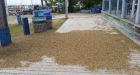 'The smell is atrocious': Mounds of dead fish flies pile up in Gimli, Man.