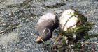 Bird Studies Canada concerned about dead seabirds in Pacific Northwest