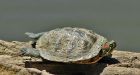 Turtle hunt underway for invasive red-eared slider near Christina Lake