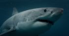 Mind your fingers: Canada's only shark derbies get underway in Nova Scotia