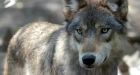 Bold wolf prompts tent camping ban in Banff National Park