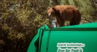 New Mexico bear hitches ride on top of a garbage truck