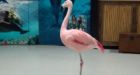 Busch Gardens visitor fatally injures 'Pinky' the dancing flamingo