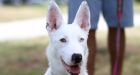 Pour some kibble on me: deaf shepherd finds happy home