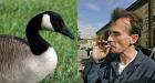 Prison Break actor rescues distressed Canada goose