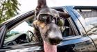 Vancouver Police dog Tusk nabs car jacking suspect
