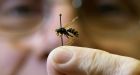 New species of stinging wasp discovered in Edmonton Monday | Edmonton Journal