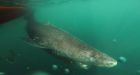 Scientists estimate Greenland shark lived 400 years
