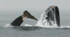 Whale wars: Why humpbacks save other animals from orca attacks