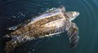Endangered turtle found dead in N.L. after eating plastic