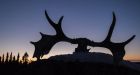 $1.5M worth of antlers stolen from Ont. taxidermy shop