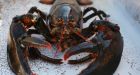 Sweden still wants 'invasive species' ban on Canada-U.S. lobster