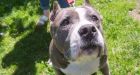 Montreal to restrict ownership of pit bulls | CTV Montreal News
