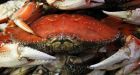 Commercial crab fisherman fined $20K for harvest in contaminated zone