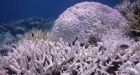 Giant Coral Reef in Protected Area Shows New Signs of Life