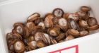 Richmond fish broker fined $77,500 for selling endangered abalone
