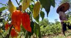 Ohio middle schoolers treated after eating extra-hot peppers