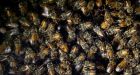 20 stung, 3 taken to hospital in massive bee attack at California park