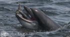 Dolphins recorded having a conversation 'just like two people' for first time