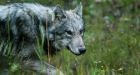 �They are absolutely huge:� Wolves attack in Northern Saskatchewan as animals lose fear of humans | National Post