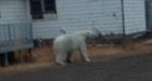 Tuktoyaktuk, N.W.T., family 'in shock' after polar bear wanders into community before winter