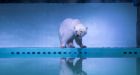 Pizza the polar bear showing signs of mental decline in Chinese mall, activists say