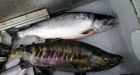 'Largest' recorded chum salmon run: 2 million fish overload nets, burden boats