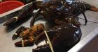 'King Louie', the 23-pound lobster returned to Bay of Fundy
