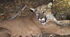 Malibu mountain lion gets reprieve from dead alpacas owner