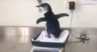 Baby penguin found wandering in Sydney suburb