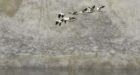 'Thousands' of geese die in toxic Montana pit mine