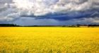 Canadian Prairies shrinking faster than Amazon Rainforest, Great Barrier Reef