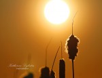 Cattails at sunset