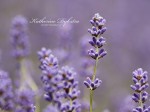 English Lavender