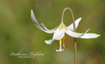 White fawn lily